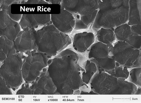 그림 3 햅쌀과 숙성벼 표면의 단백질막 미세구조 형태