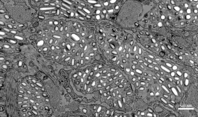 The Science Behind Color Change in Lizards: Insights from CIQTEK Field Emission Scanning Electron Microscope