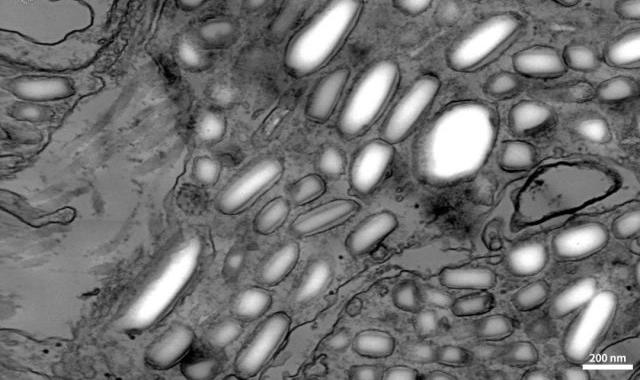 The Science Behind Color Change in Lizards: Insights from CIQTEK Field Emission Scanning Electron Microscope