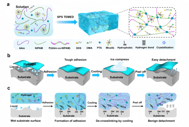 Figure 1. Hydrogel synthesis and mechanism of reversible wet adhesion.