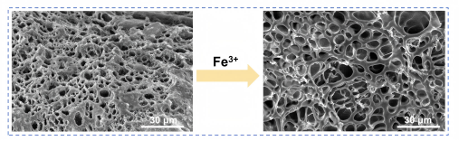Figure S10. SEM images of hydrogel cross-section before and after Fe³⁺ treatment showing network loosening.